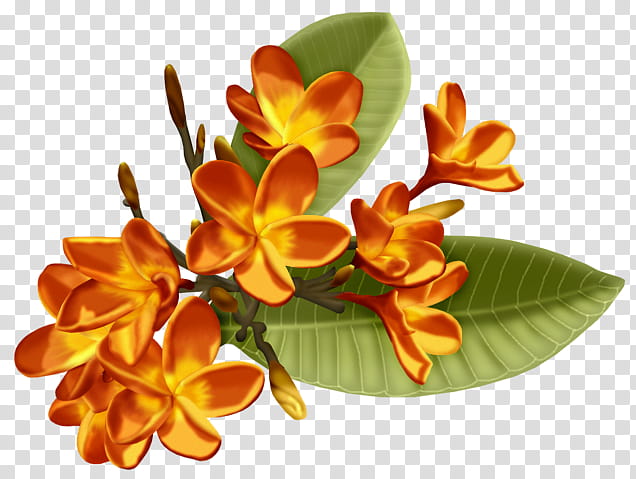 Floral Flower, Floral Design, Cut Flowers, Petal, Leaf, Cartoon, Flower Bouquet, 1000000 transparent background PNG clipart