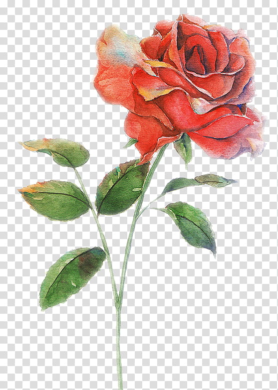 , red rose canvas painting transparent background PNG clipart