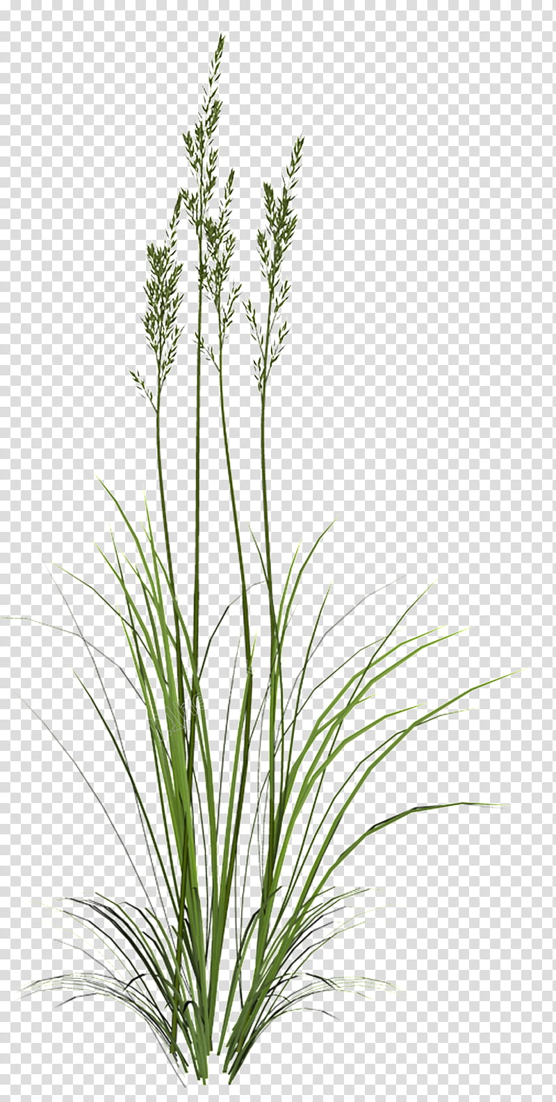 Grass, Herbaceous Plant, Plants, 3D Computer Graphics, Shrub, Grasses, Flower, Grass Family transparent background PNG clipart