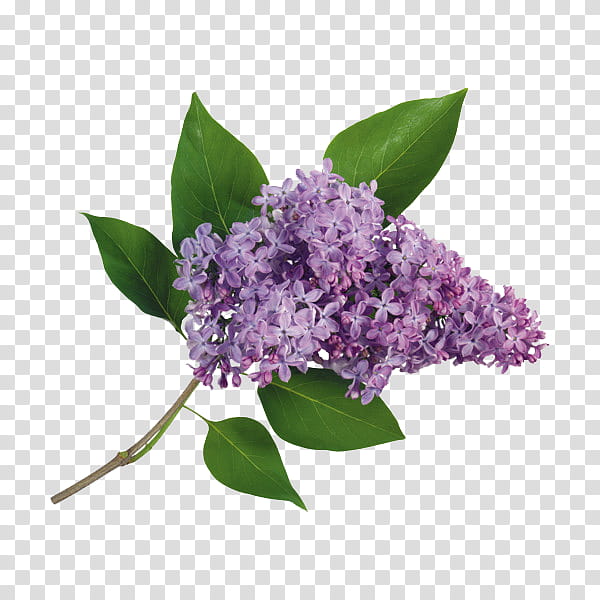 flower power s, purple flowers transparent background PNG clipart