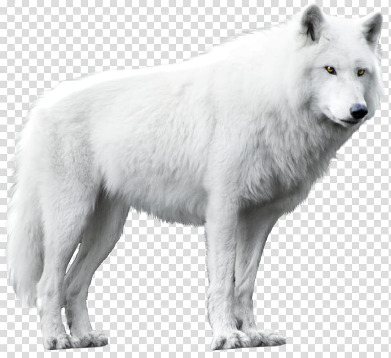 Wolf resources, albino wolf transparent background PNG clipart