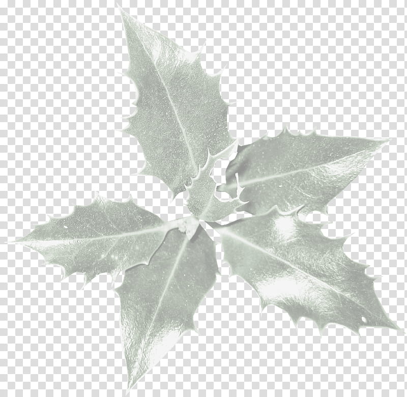 Background Family Day, Leaf, Common Holly, Japanese Holly, Branch, Plants, Tree, Magnolia transparent background PNG clipart