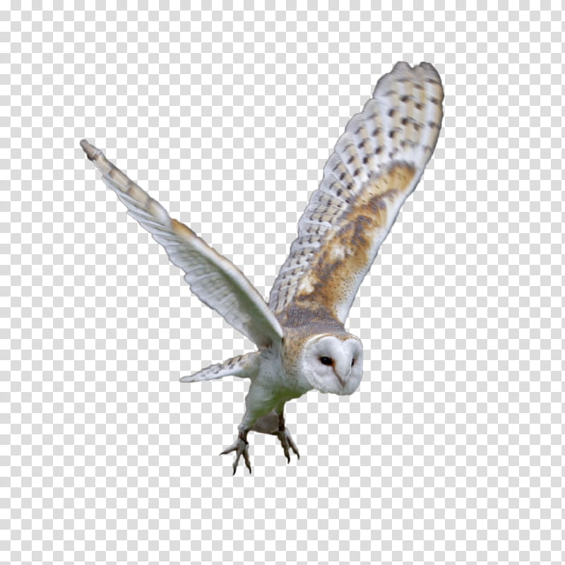 yellow and white owl transparent background PNG clipart