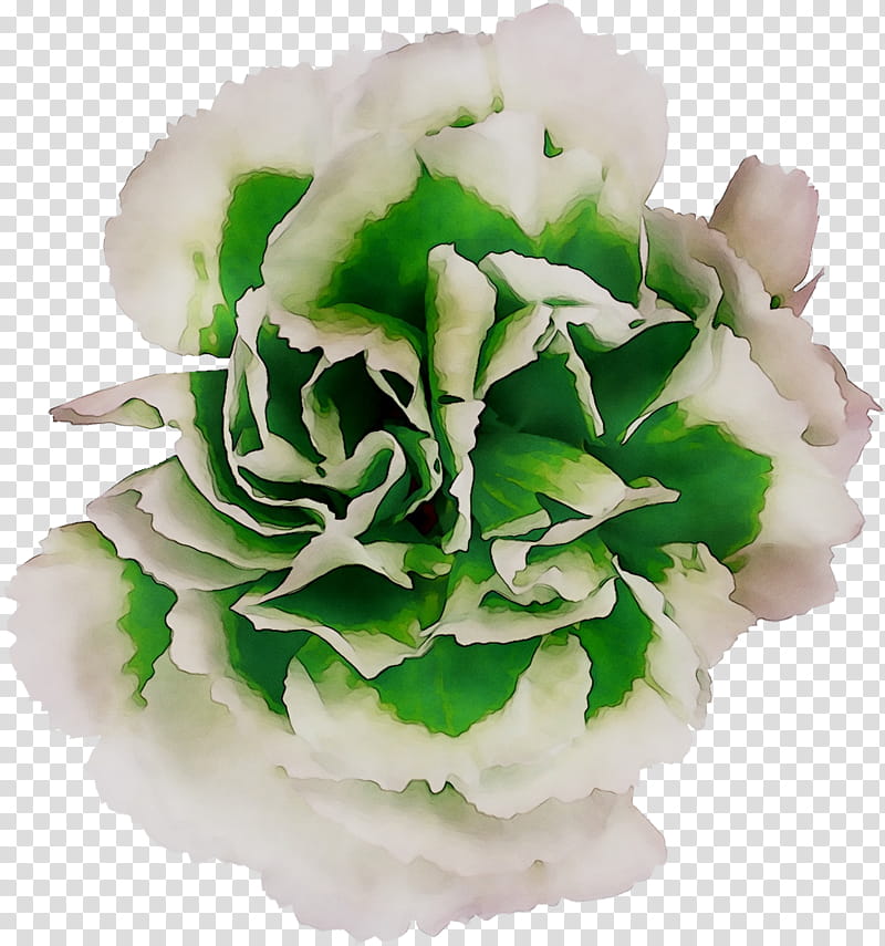 Flowers, Cut Flowers, Rose, Family M Invest Doo, Petal, Plant, Leaf, Artificial Flower transparent background PNG clipart