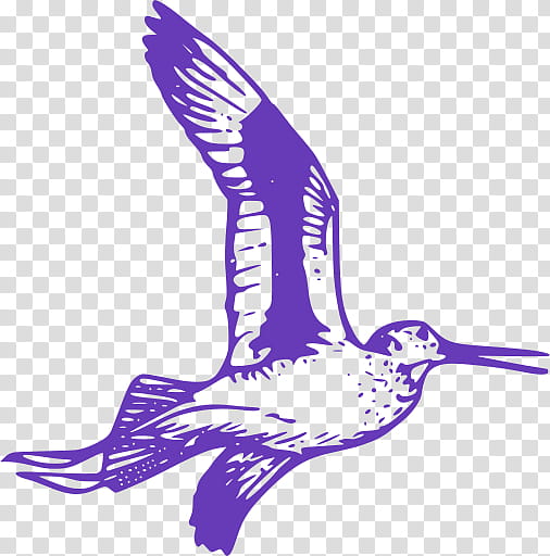 Bird Wing, Woodpecker, Beak, Flight, Feather, Bird Flight, Flight Feather, Plumage transparent background PNG clipart