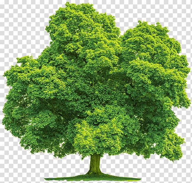 Oak Tree Leaf, Birch, Certified Arborist, Plant, Leaf Vegetable, Shrub, Herb, Evergreen transparent background PNG clipart