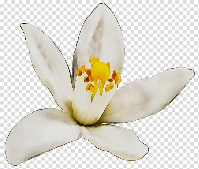 White Lily Flower, Moth Orchids, Petal, Plant, Magnolia, Magnolia Family, Crocus, Lily Family transparent background PNG clipart