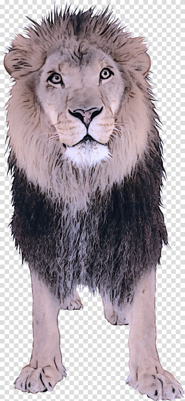 lion wildlife animal figure masai lion snout, Fur, Whiskers transparent background PNG clipart