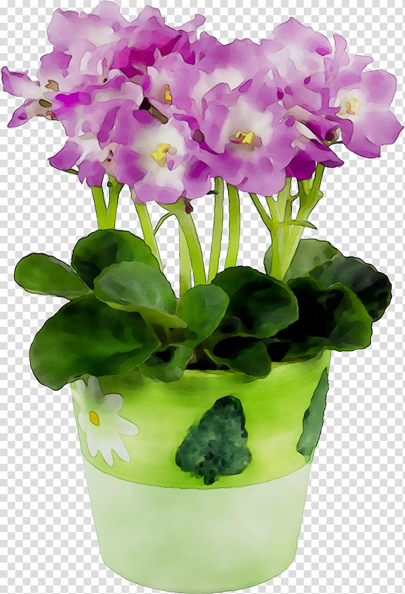 Flowers, Primrose, Cattleya Orchids, Flowerpot, Moth Orchids, Houseplant, Violet, Family M Invest Doo transparent background PNG clipart