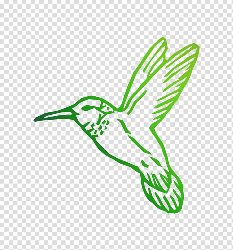 Hummingbird Drawing, Coloring Book, Paint, Decal, Pencil, Sticker, Rubythroated Hummingbird, Green transparent background PNG clipart