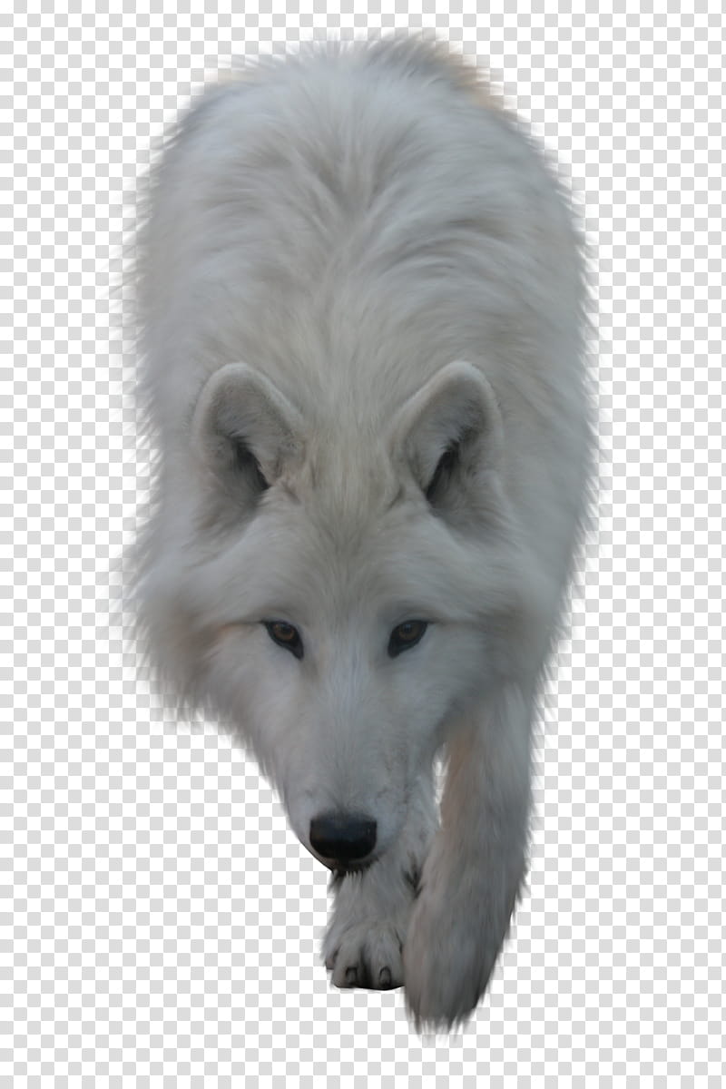 White Wolf, adult white wolf transparent background PNG clipart