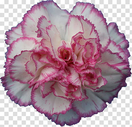 Carnation , pink and white carnation flower transparent background PNG clipart