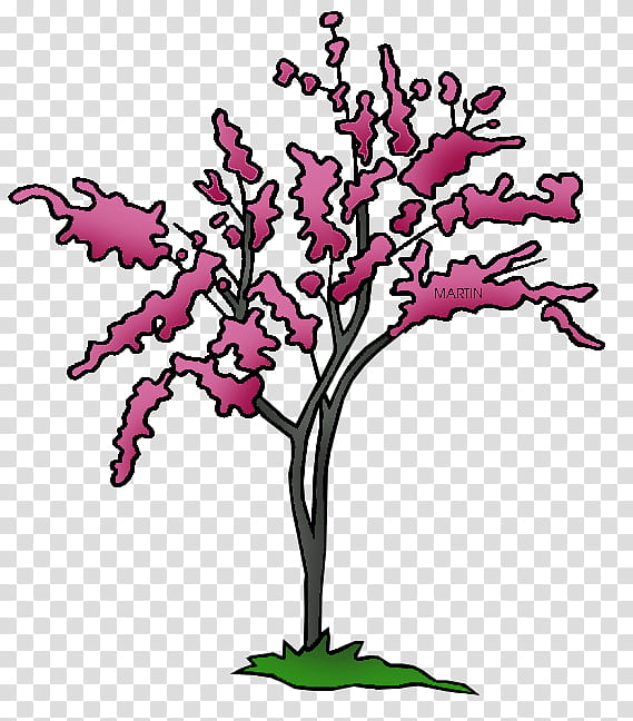 Blossom, Oklahoma City, Missouri, Drawing, Bedlam Series, Eastern Redbud, Tree, United States transparent background PNG clipart