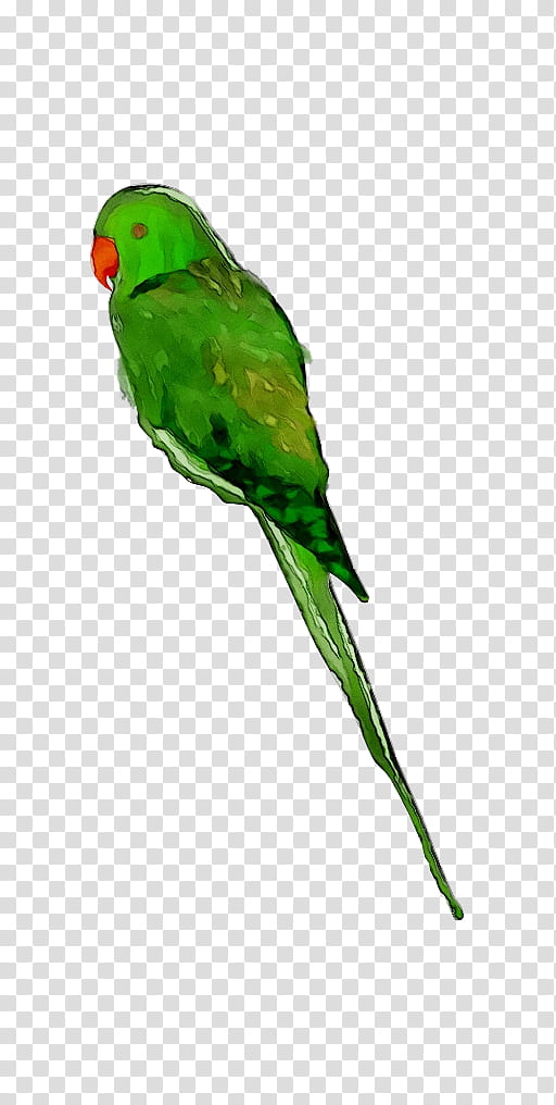 Bird Parrot, Lovebird, Macaw, Parakeet, Loriini, Feather, Beak, Pet transparent background PNG clipart