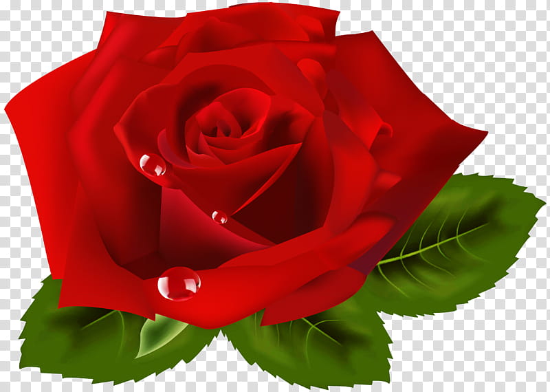Floral Flower, Rose, Garden Roses, Rose Family, Floral Design, Red, Rose Order, Plant transparent background PNG clipart