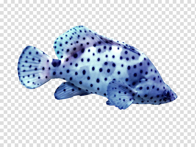 White and black spotted fish, blue polka-dot pet fish transparent background PNG clipart