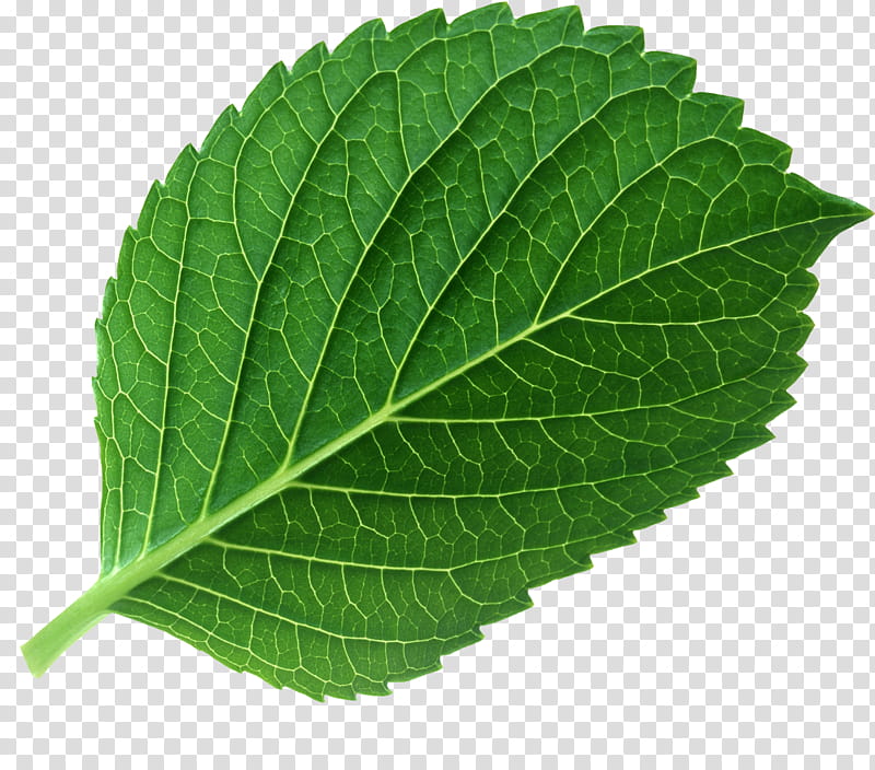 , green serrated leaf transparent background PNG clipart