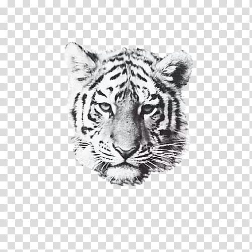 , grayscale graphy of tiger transparent background PNG clipart