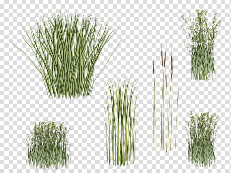 plant grass grass family chives red pine, Watercolor, Paint, Wet Ink, Herb, Flowering Plant, Chrysopogon Zizanioides, Vegetable transparent background PNG clipart