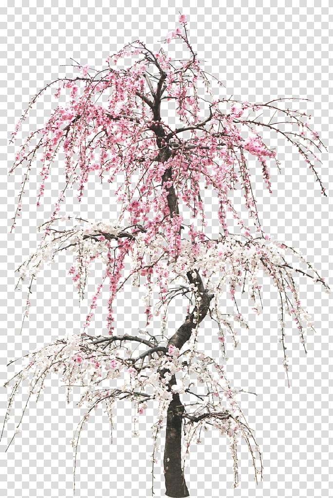 PLANT AND FLOWERS, white and pink cherry blossom art transparent background PNG clipart