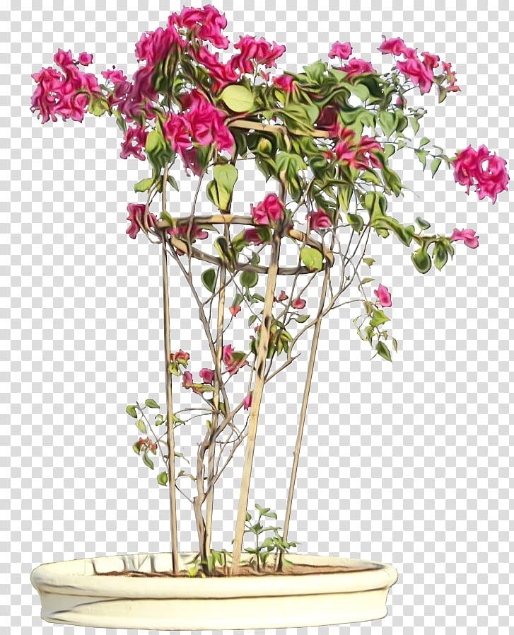 Family Tree, Bougainvillea Glabra, Shrub, Plants, Vine, Bougainvillea Spectabilis, Flowerpot, Ornamental Plant transparent background PNG clipart
