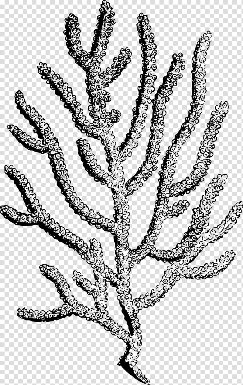 Coral Reef, Black Coral, Alcyonacea, Sea Anemones And Corals, Coral Reef Fish, Staghorn Coral, Branch, Leaf transparent background PNG clipart