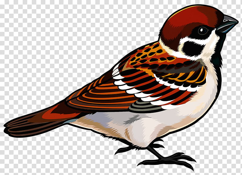bird beak finch sparrow perching bird, Songbird, Chickadee transparent background PNG clipart