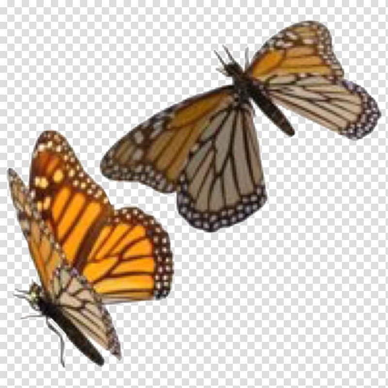 Tiger, Insect, Monarch Butterfly, Glasswing Butterfly, Butterfly Moth, Brushfooted Butterflies, Tiger Milkweed Butterflies, Moths And Butterflies transparent background PNG clipart