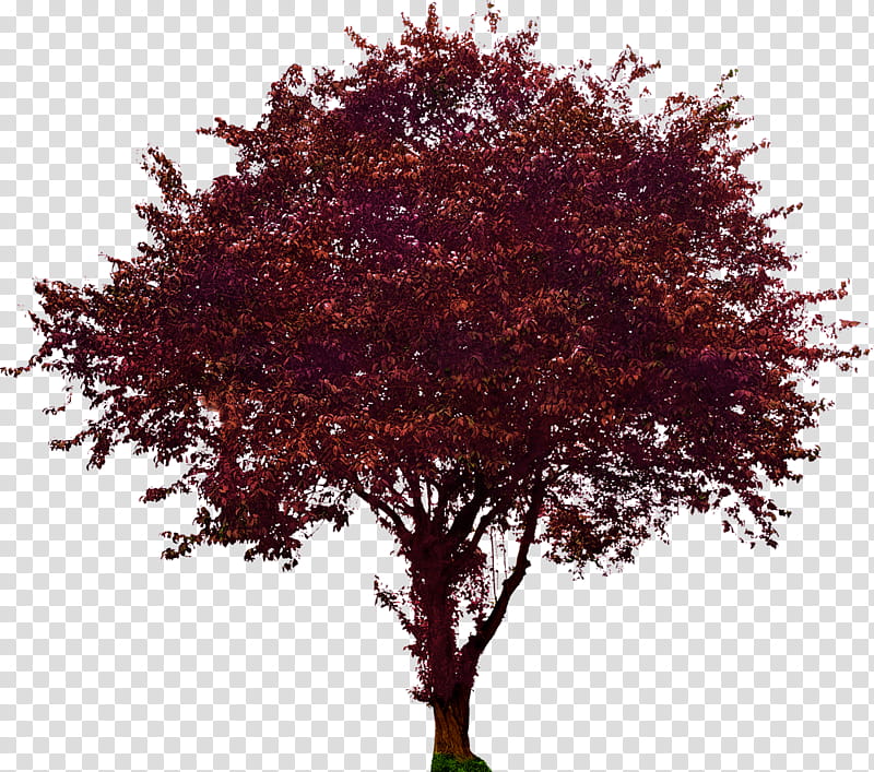 Family Tree Drawing, Common Plum, Flowering Dogwood, Plants, Woody Plant, Red, Maple, Leaf transparent background PNG clipart
