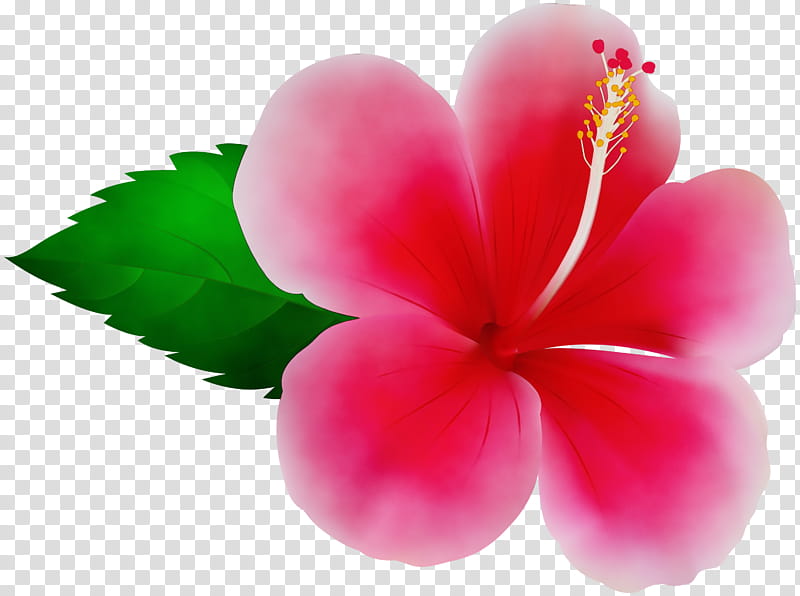 Pink Flower, Pink Flowers, Shoeblackplant, Hawaiian Hibiscus, Jennas Cove Romance Boxed Set, Yellow Hibiscus, Rosemallows, Petal transparent background PNG clipart