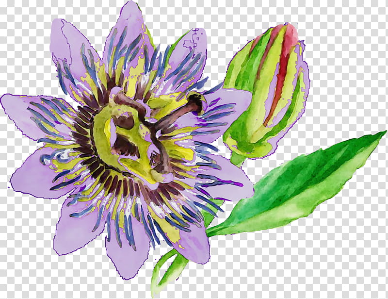 flower passion flower purple passionflower passion flower family giant granadilla, Watercolor, Paint, Wet Ink, Petal, Plant, Wildflower transparent background PNG clipart