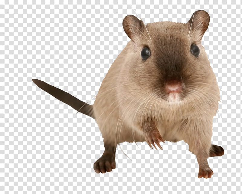 Hamster, Gerbil, Guinea Pig, Pet, Common Degu, Rat, Pocket Pet, Gerbil Mouse transparent background PNG clipart