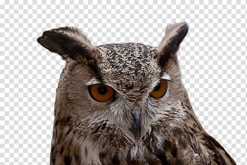 owl bird western screech owl bird of prey eastern screech owl, Great Horned Owl, Beak, Wildlife transparent background PNG clipart