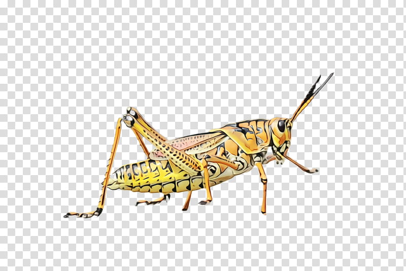 insect locust grasshopper cricket-like insect pest, Watercolor, Paint, Wet Ink, Cricketlike Insect, Macro transparent background PNG clipart