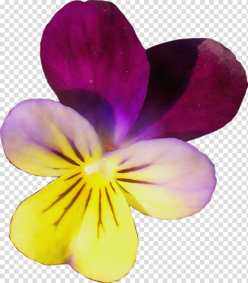flowering plant petal flower violet wild pansy, Watercolor, Paint, Wet Ink, Purple, Violet Family, VIOLA, Wildflower transparent background PNG clipart