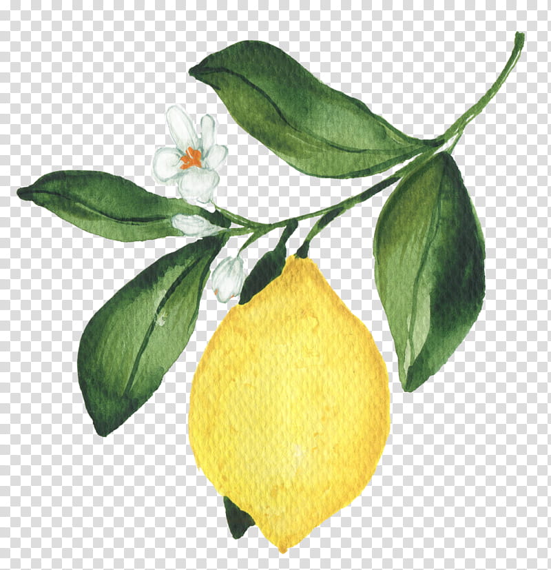 Lemon Tree, Citron, Sweet Lemon, Bitter Orange, Yuzu, Pear, Bitters, Leaf transparent background PNG clipart