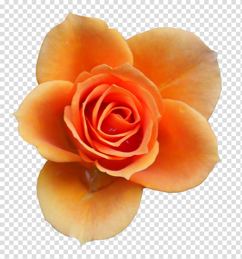 RENDERS Flowers, orange rose transparent background PNG clipart