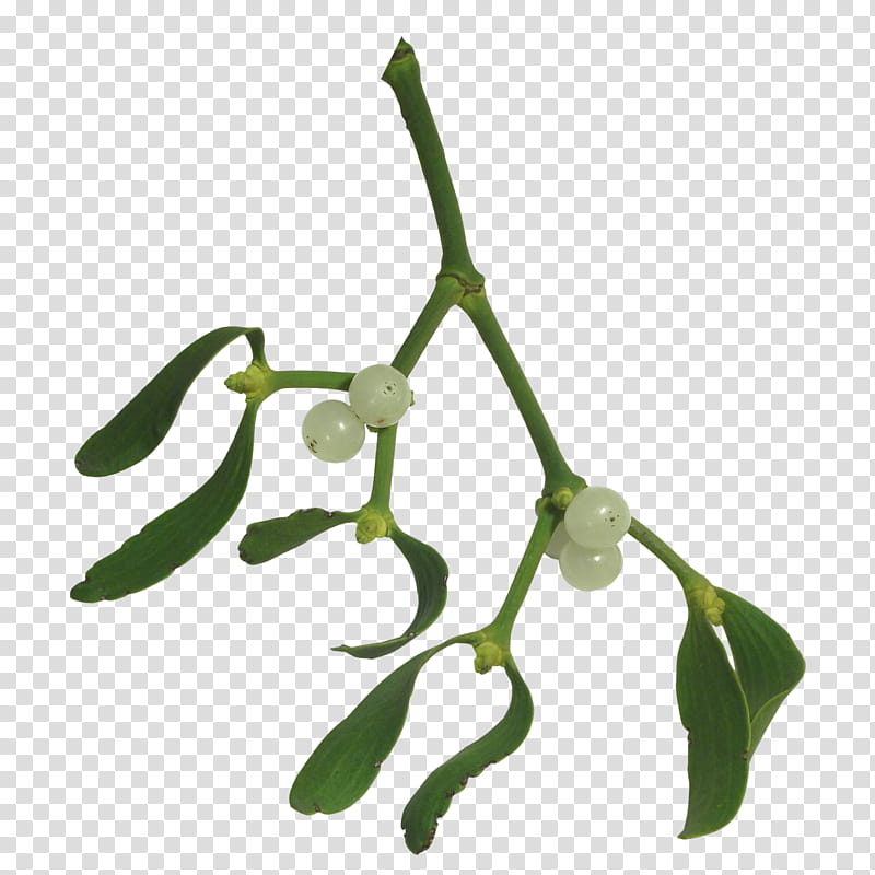 Mistletoe, green-leafed plant with round white berries transparent background PNG clipart