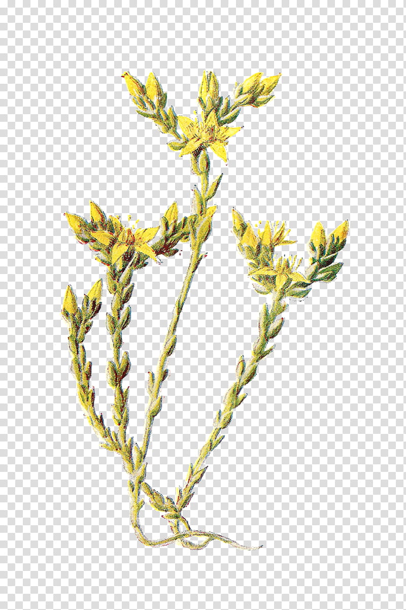 Flower Design, Wildflower, Yellow, Printing, Plant Stem, Plants, Flower Bouquet, Subshrub transparent background PNG clipart