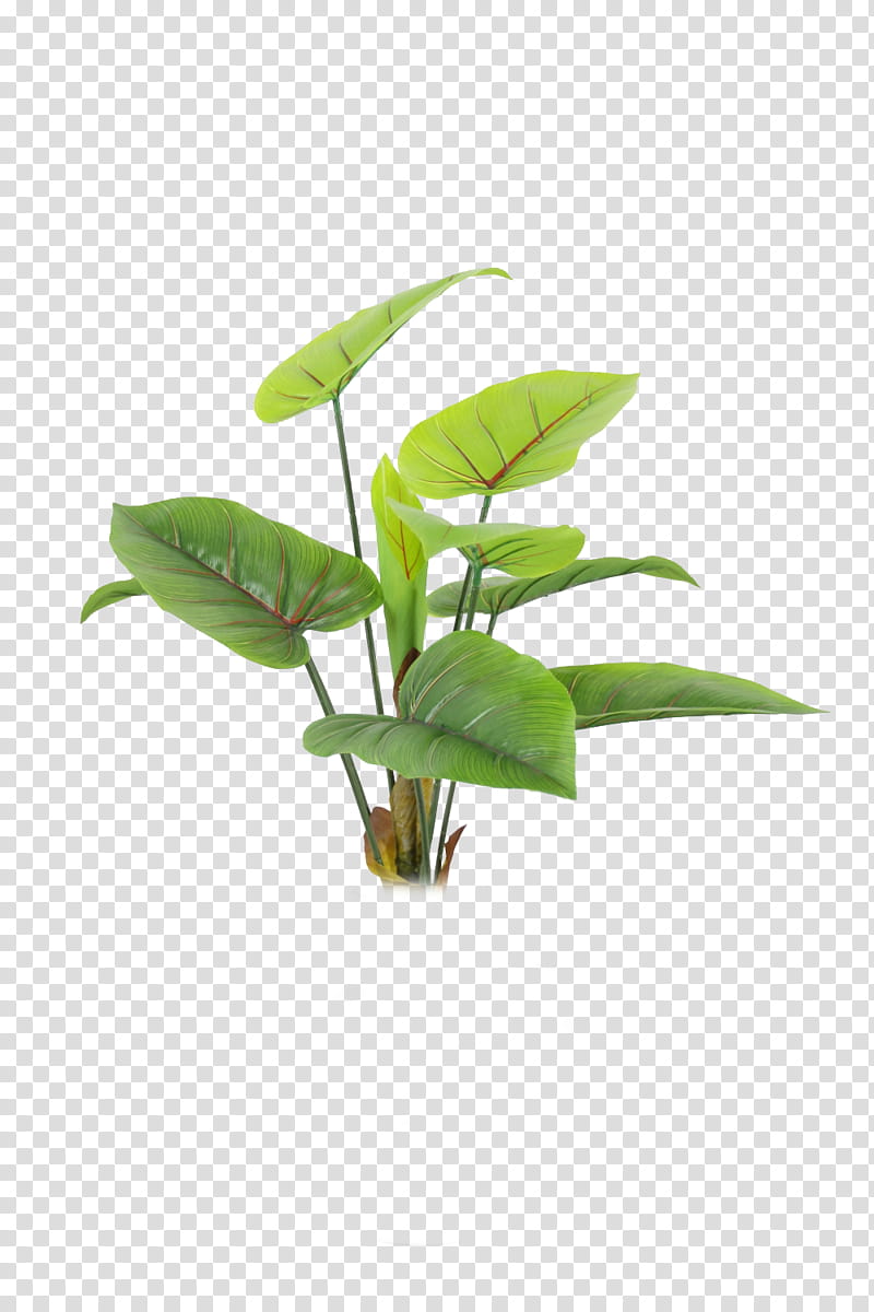 Plants leaves Mega, green plant transparent background PNG clipart