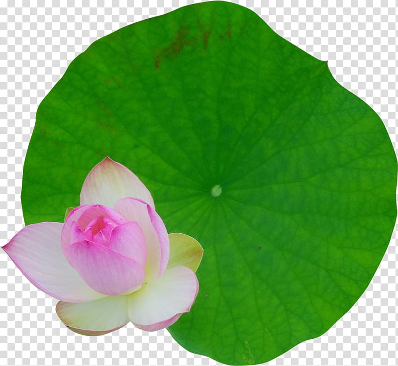 pink lily flower and lily pad transparent background PNG clipart