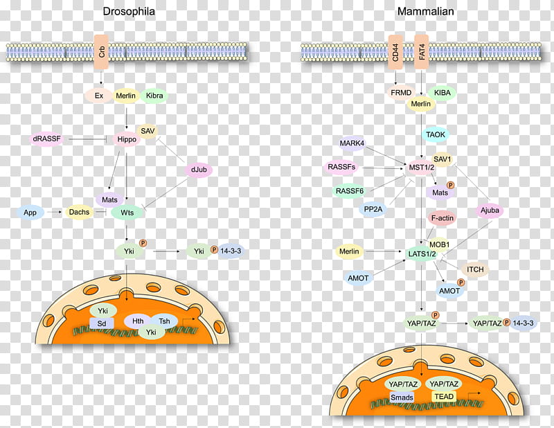 Hippo Signaling Pathway Text, Lats1, Hippopotamus, Kinase, Proliferacija, Cell Signaling, Biological Pathway, Conserved Sequence, Phosphorylation transparent background PNG clipart
