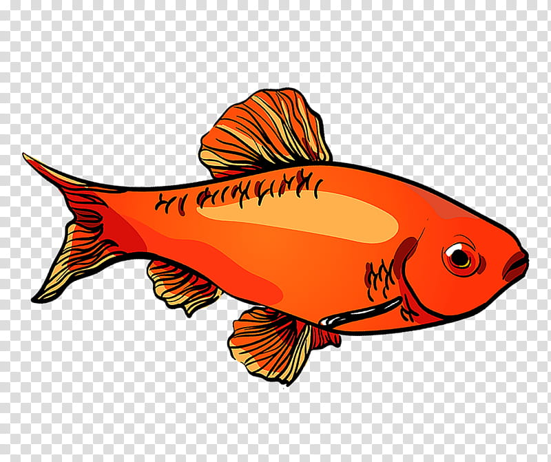 Fish, Northern Red Snapper, Cherry Barb, Marine Biology, Aquarium, Fresh Water, Freshwater Fish, Fauna transparent background PNG clipart