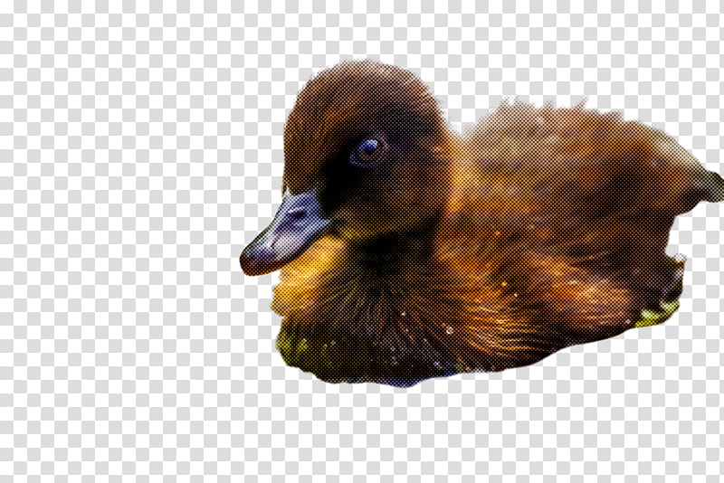 bird duck water bird ducks, geese and swans beak, Ducks Geese And Swans, Waterfowl, American Black Duck, Mallard, Ruddy Duck transparent background PNG clipart