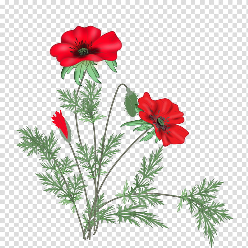 red poppy flowers art transparent background PNG clipart