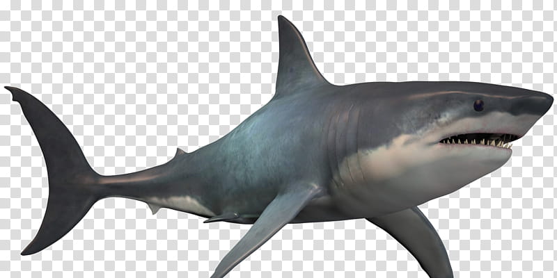Great White Shark, Megalodon, Bull Shark, Poster, Shark Attack, White Sharks, Fish, Cartilaginous Fish transparent background PNG clipart