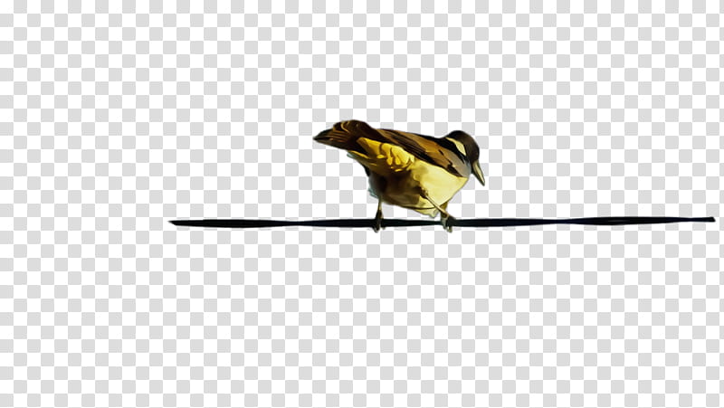 bird beak finch songbird yellow, Watercolor, Paint, Wet Ink, Perching Bird, Goldfinch, Wildlife, Chickadee transparent background PNG clipart