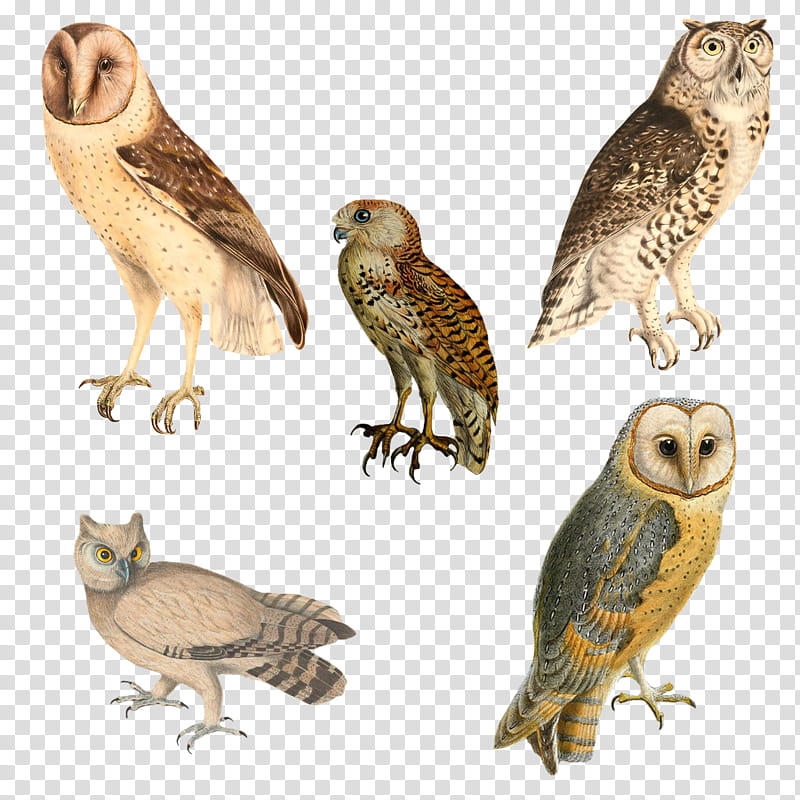 Variety of Owls, assorted-color owls transparent background PNG clipart