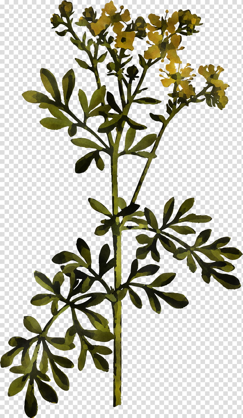 flower plant tree leaf woody plant, Plant Stem, Branch, Subshrub, Cinquefoil transparent background PNG clipart