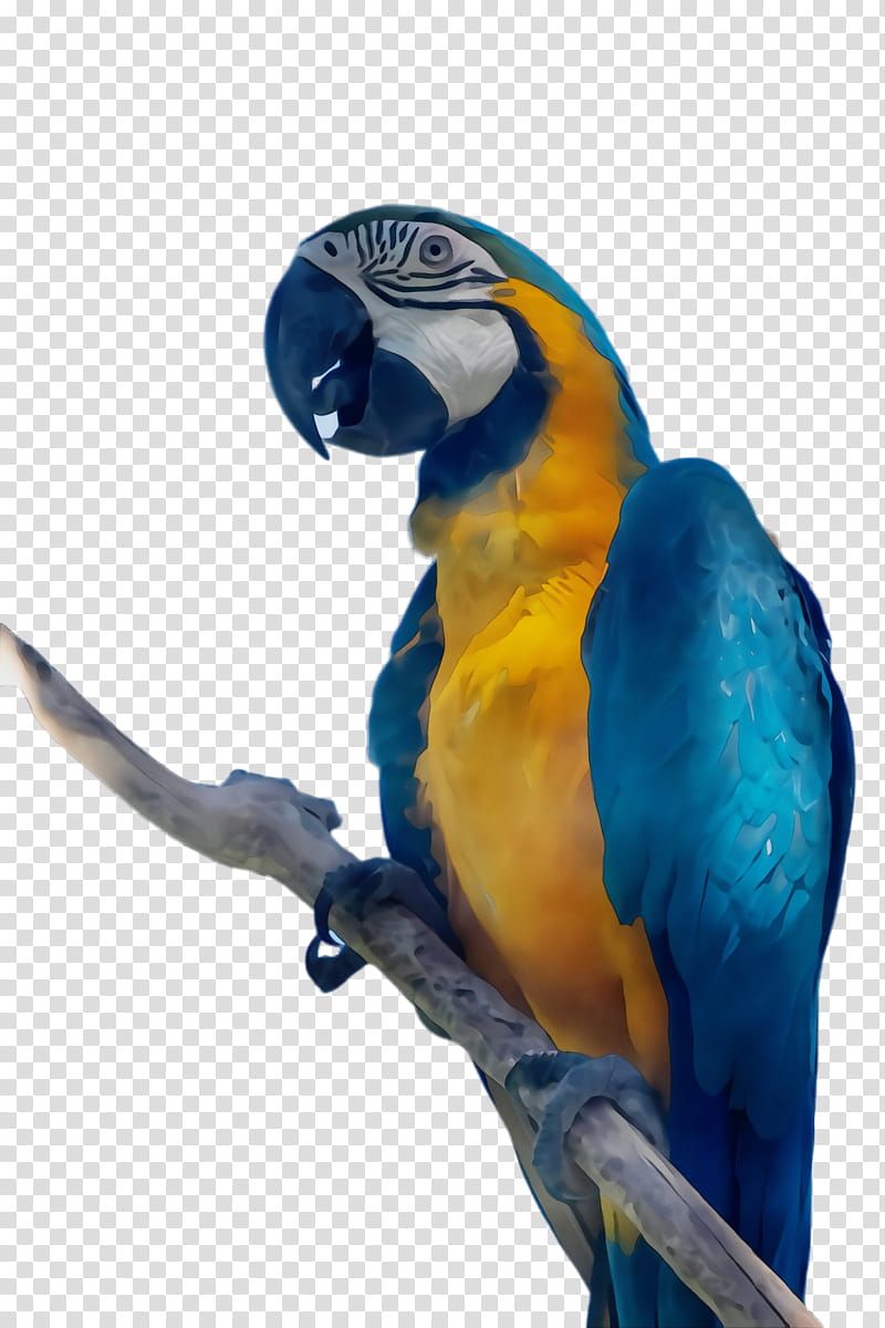 bird macaw parrot beak blue, Watercolor, Paint, Wet Ink, Budgie, Parakeet transparent background PNG clipart